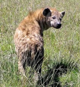 Hyena