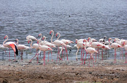Lake Bogoria water birds mostly the greater flamingo
